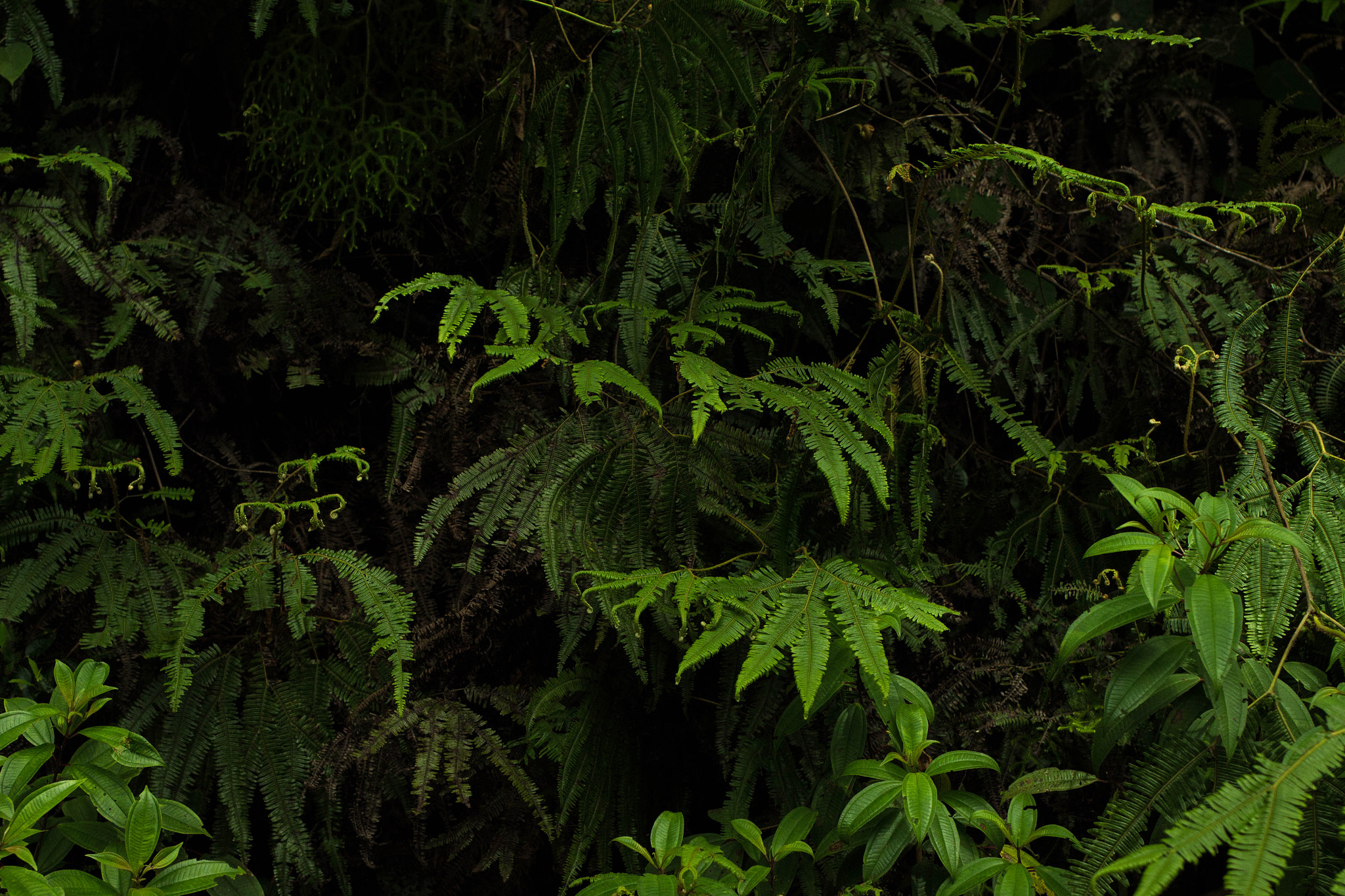 Canon EF 35mm F2 IS USM sample photo. Green photography