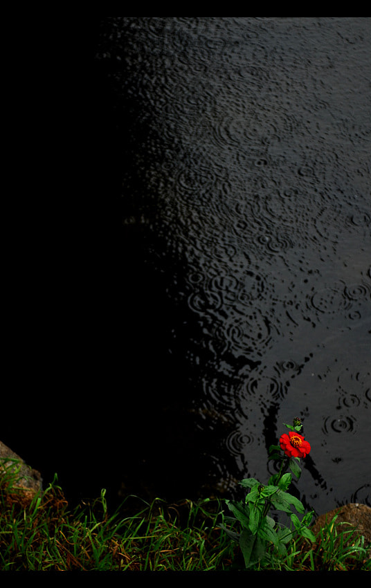 Nikon AF-S Nikkor 28-70mm F2.8 ED-IF sample photo. A rainy day photography