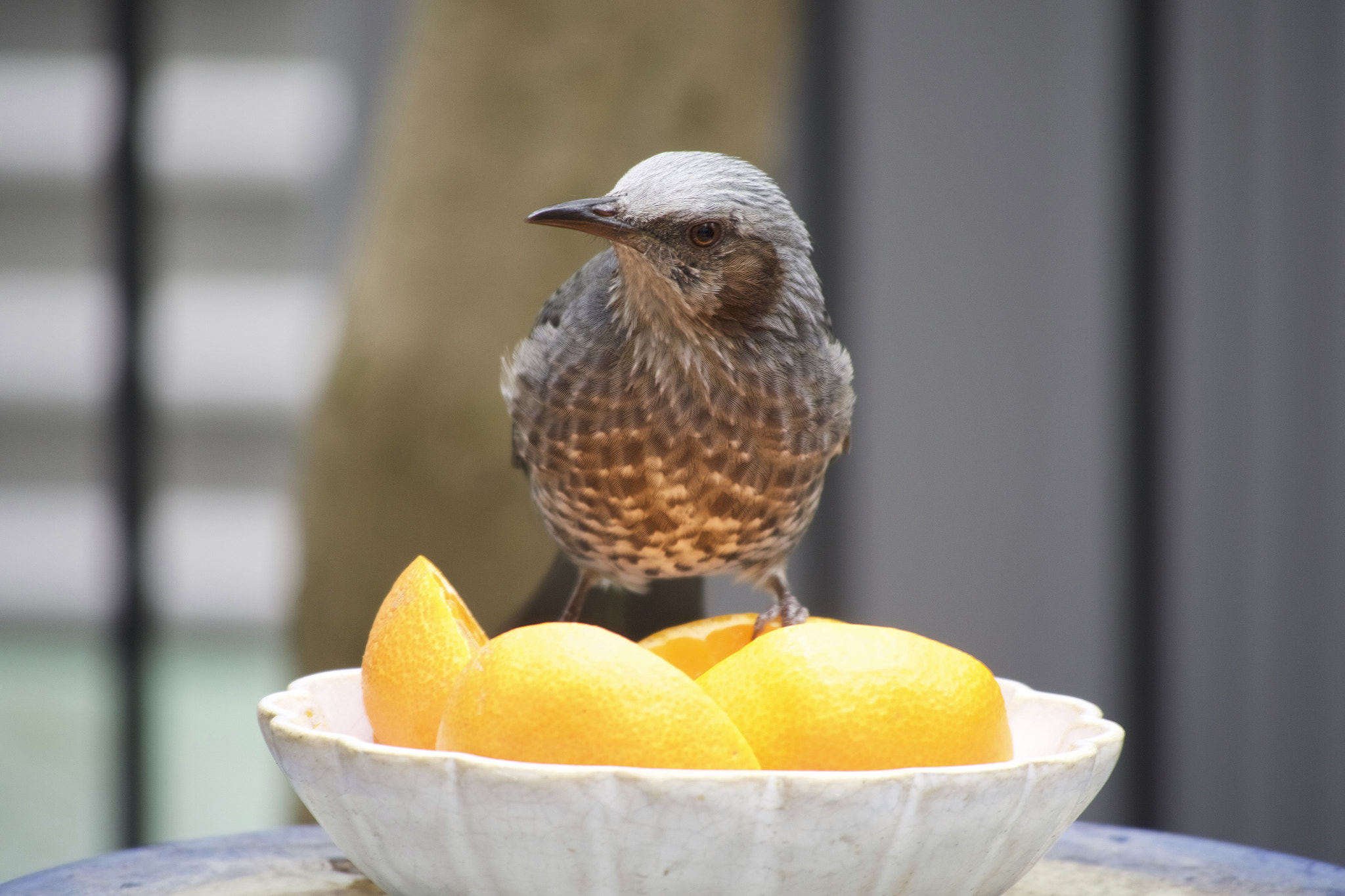 Panasonic Lumix DMC-GX8 sample photo. Hypsipetes photography