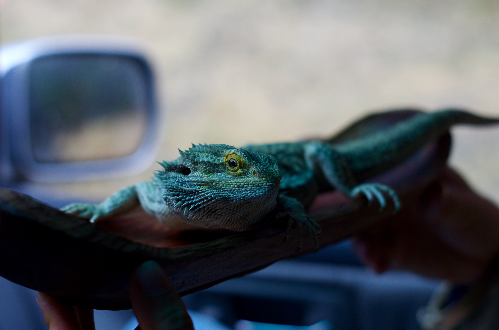 Pentax K-5 II + Pentax smc DA 50mm F1.8 sample photo. Glenard the lizard photography