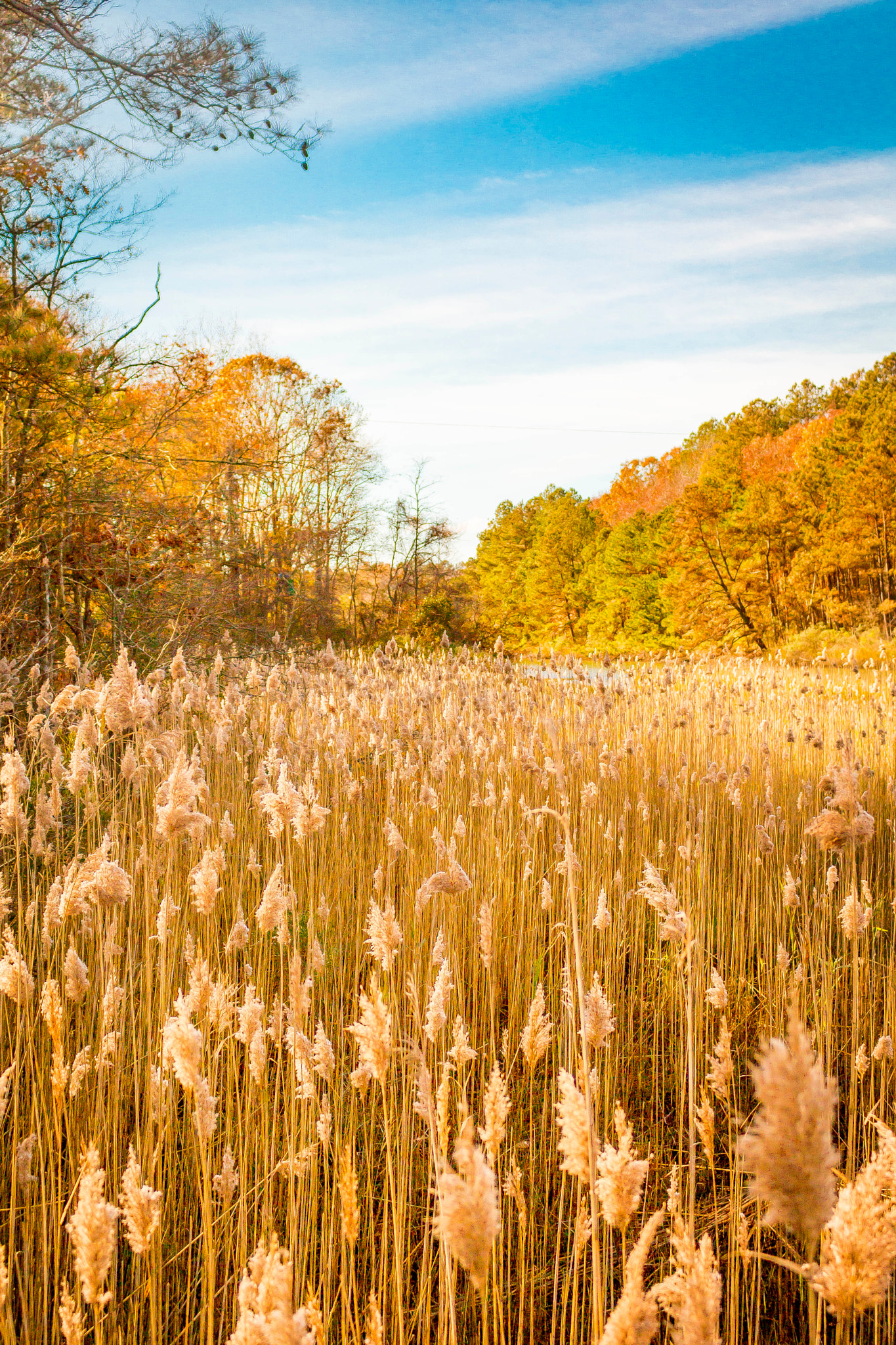 Canon EOS 760D (EOS Rebel T6s / EOS 8000D) sample photo. Autumn in virginia photography