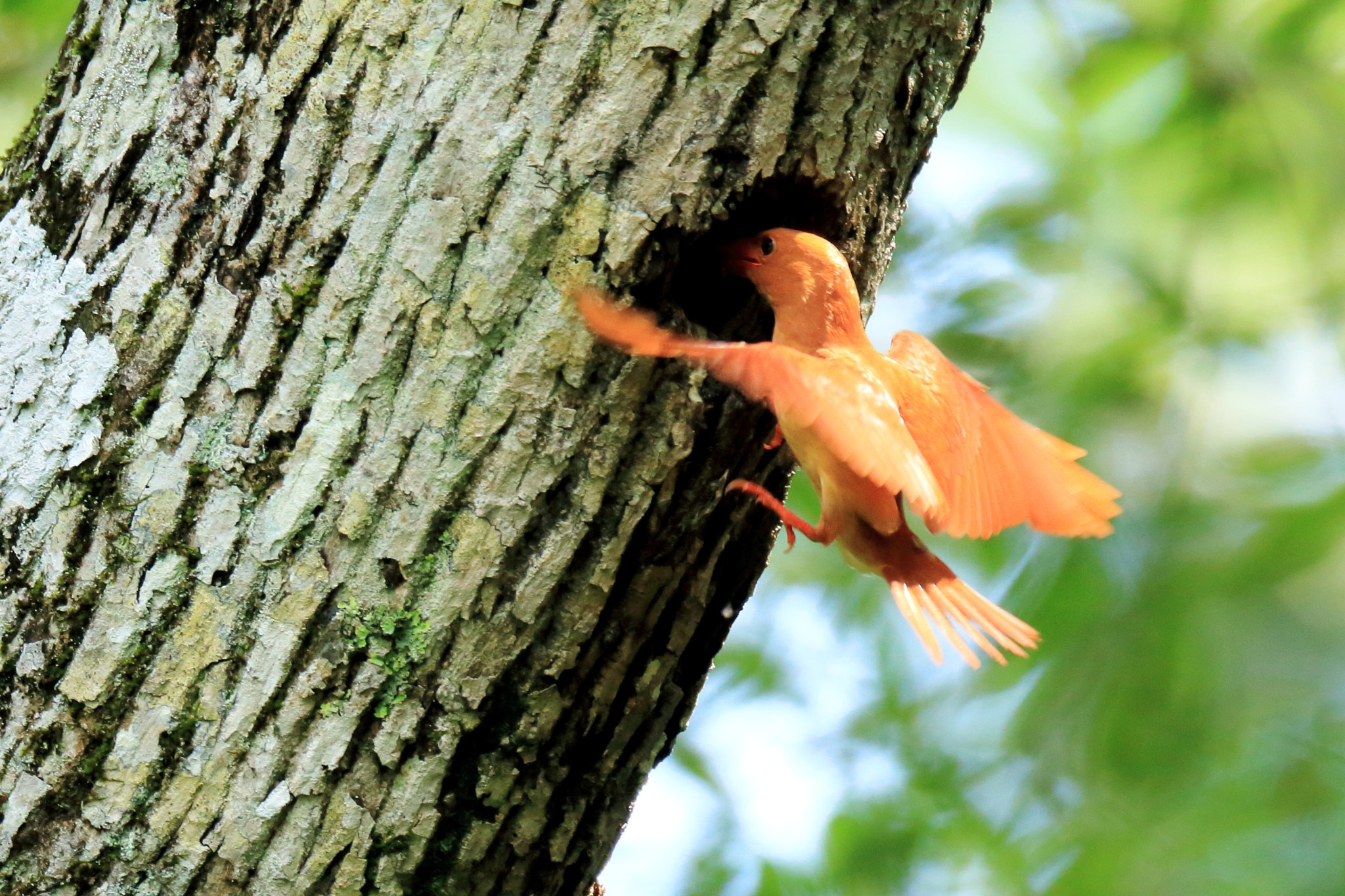 Canon EF 800mm F5.6L IS USM sample photo. アカショウビン  餌を−  image photography
