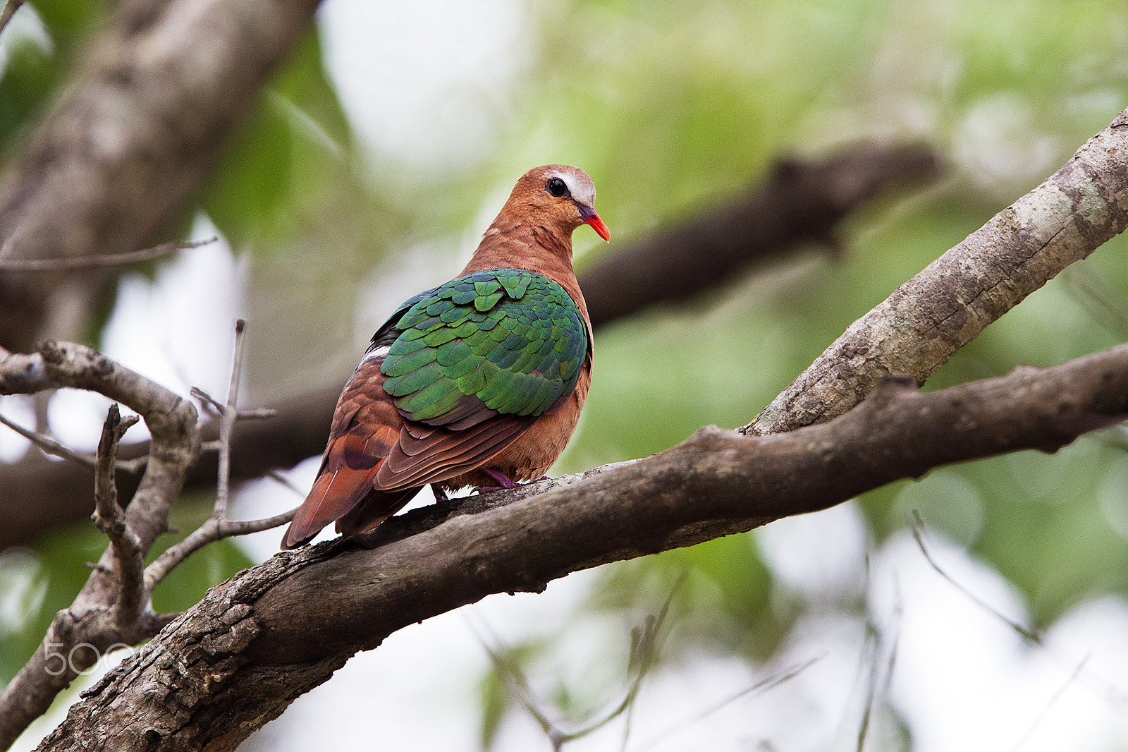 Canon EF 400mm F2.8L IS USM sample photo. Emerald dove photography