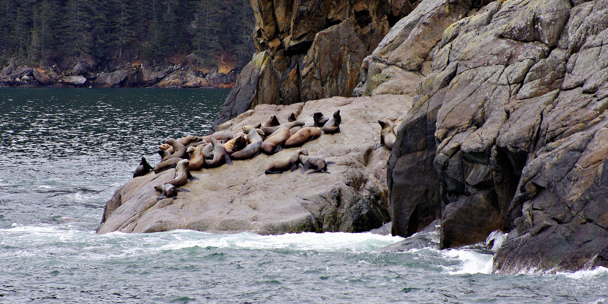 smc PENTAX-FA 100-300mm F4.5-5.6 sample photo. Stellar sea lions photography