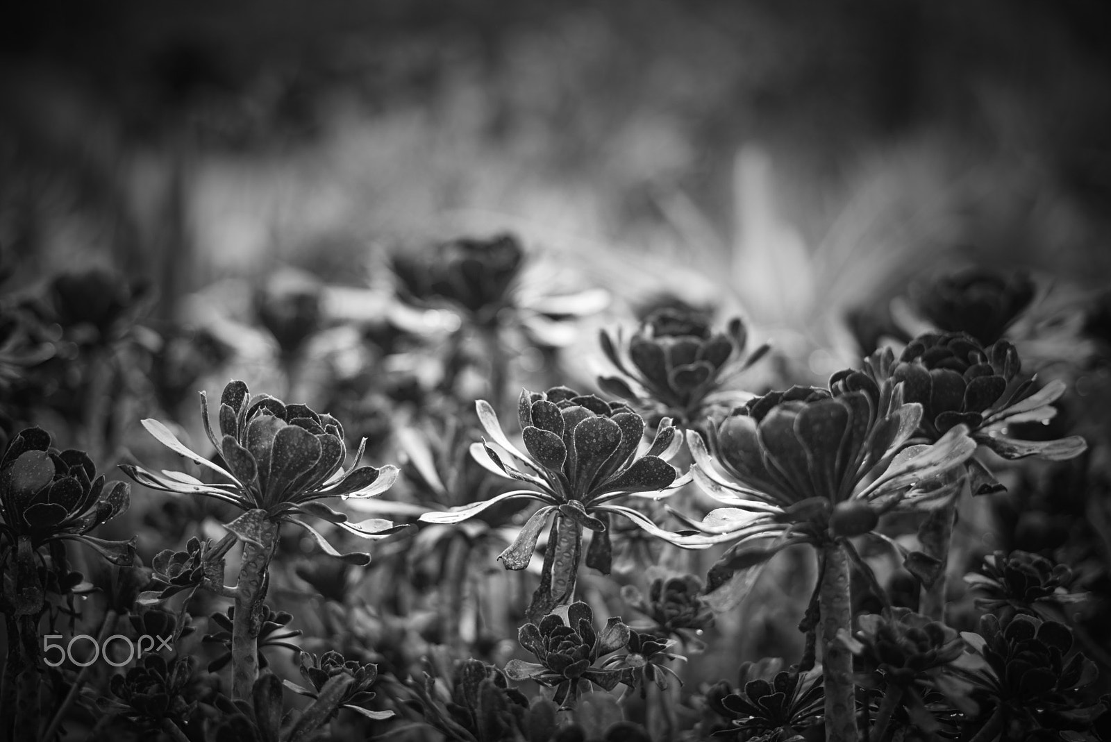 Leica APO-Summicron-M 90mm F2 ASPH sample photo. The hundington library: black aeorium photography