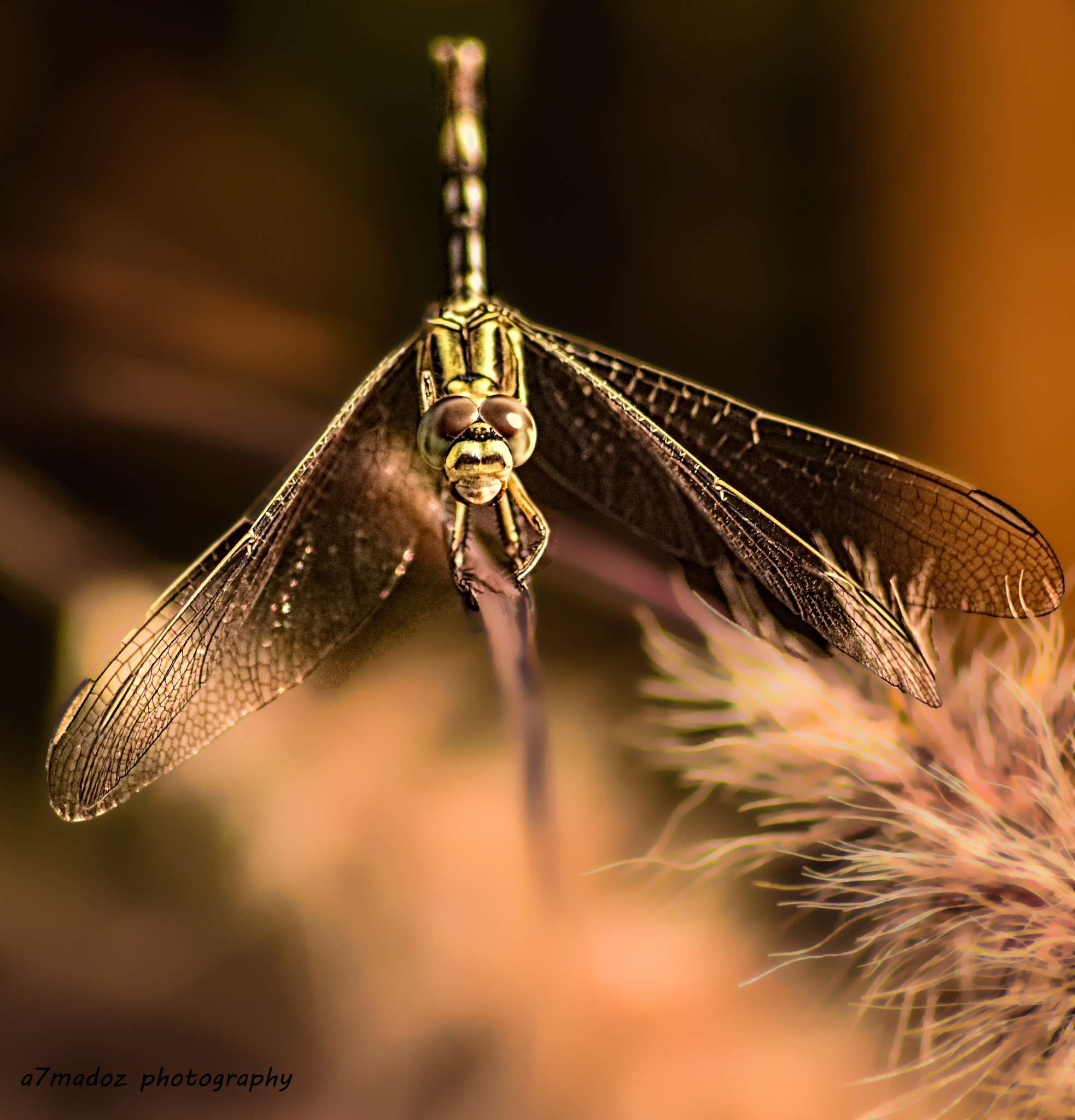 Sigma 70-300mm F4-5.6 APO DG Macro sample photo. In yanbu photography