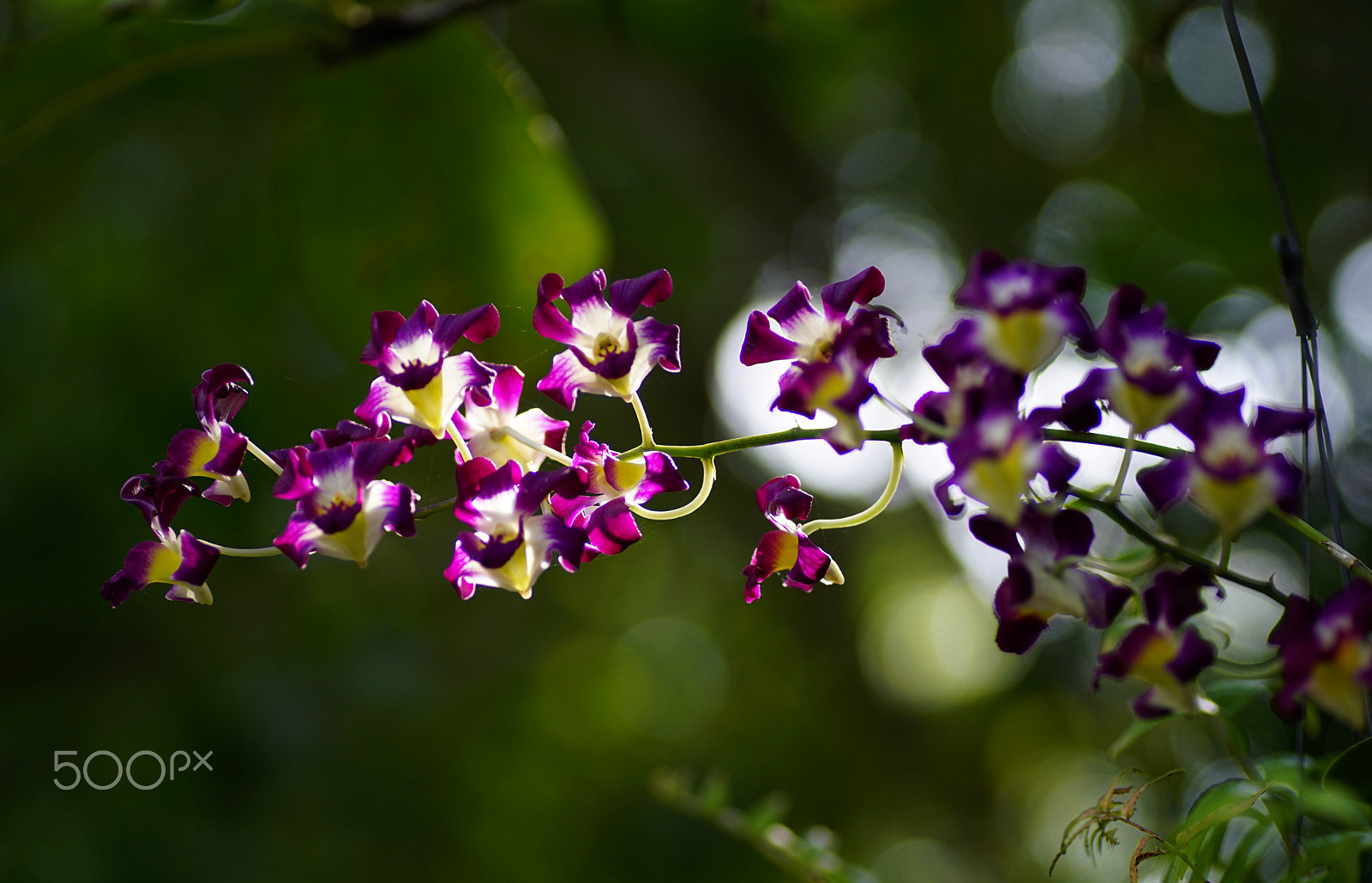 Sony a6000 + Tamron SP AF 90mm F2.8 Di Macro sample photo. Flower bud photography