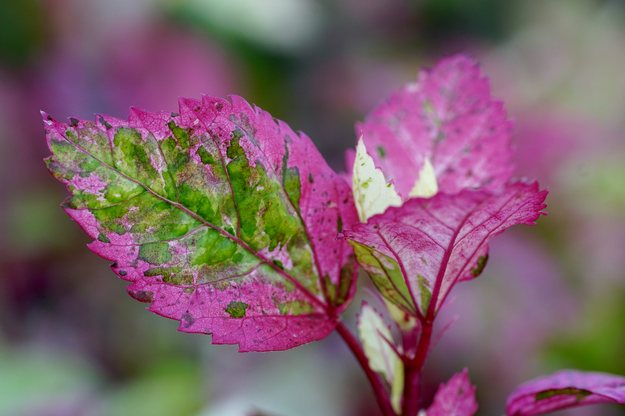 Sony a6000 + Tamron SP AF 90mm F2.8 Di Macro sample photo. Purple leaves photography