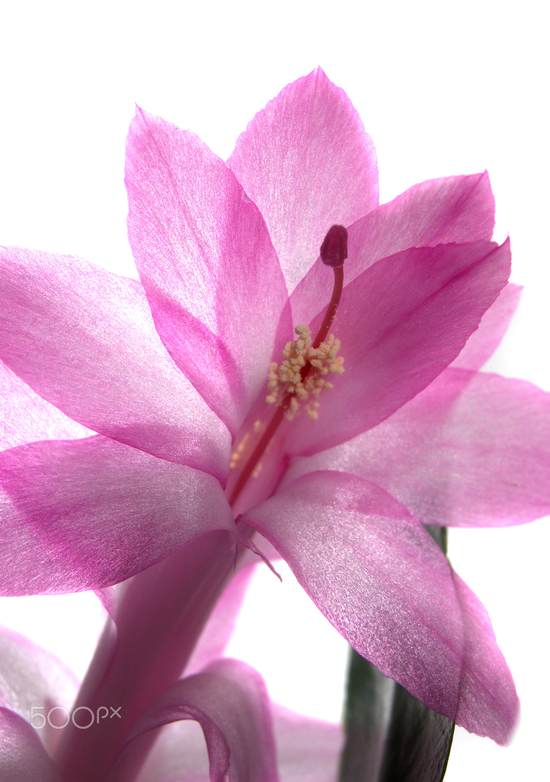 Sigma 28-90mm F3.5-5.6 Macro sample photo. Schlumbergera cactus flower photography