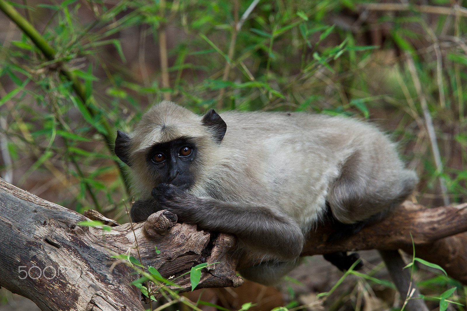 Canon EF 400mm F2.8L IS USM sample photo. Langur monkey photography