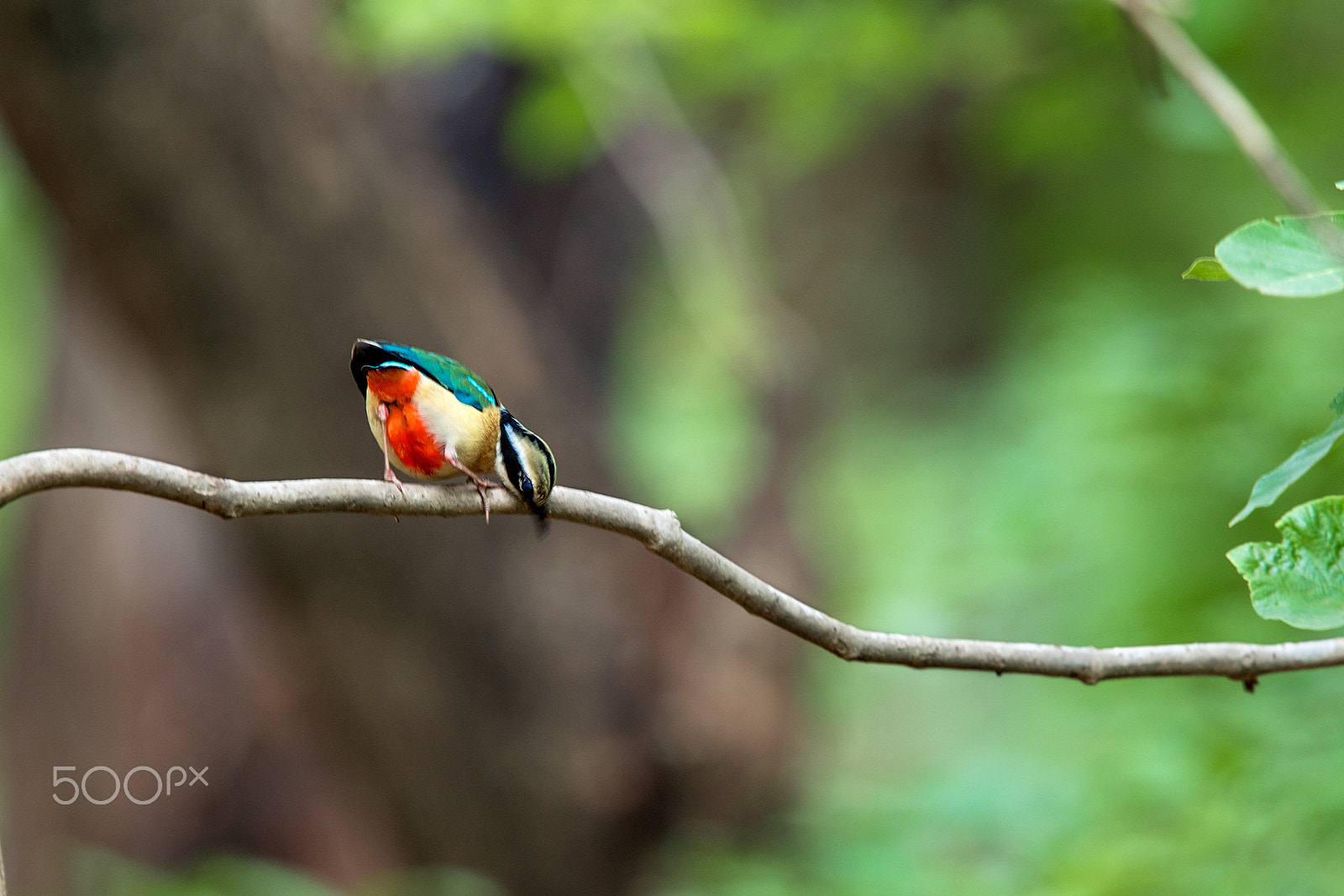Canon EF 400mm F2.8L IS USM sample photo. Indian pitta photography