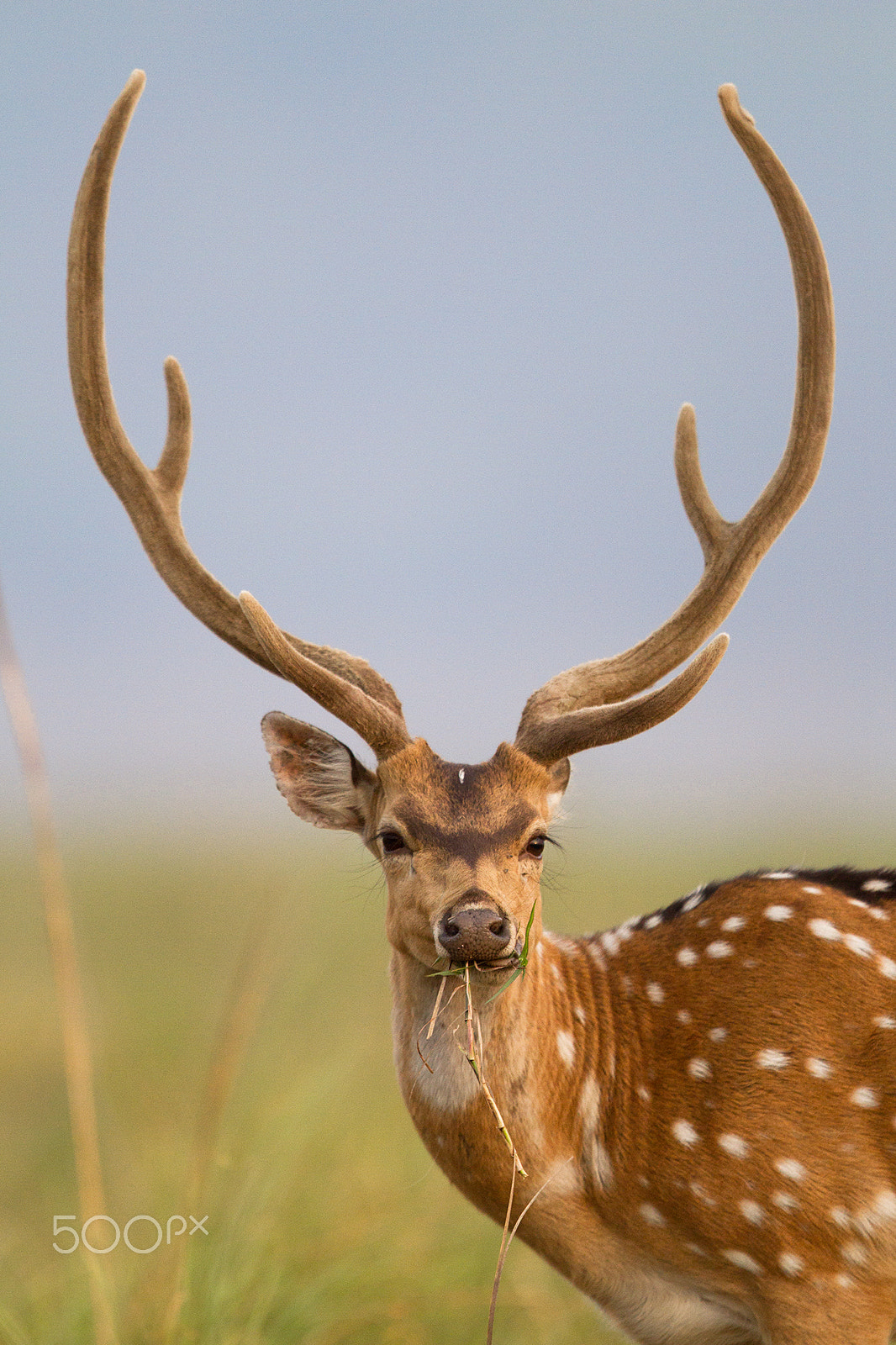 Canon EOS 7D + Canon EF 400mm F2.8L IS USM sample photo. Spotted deer photography