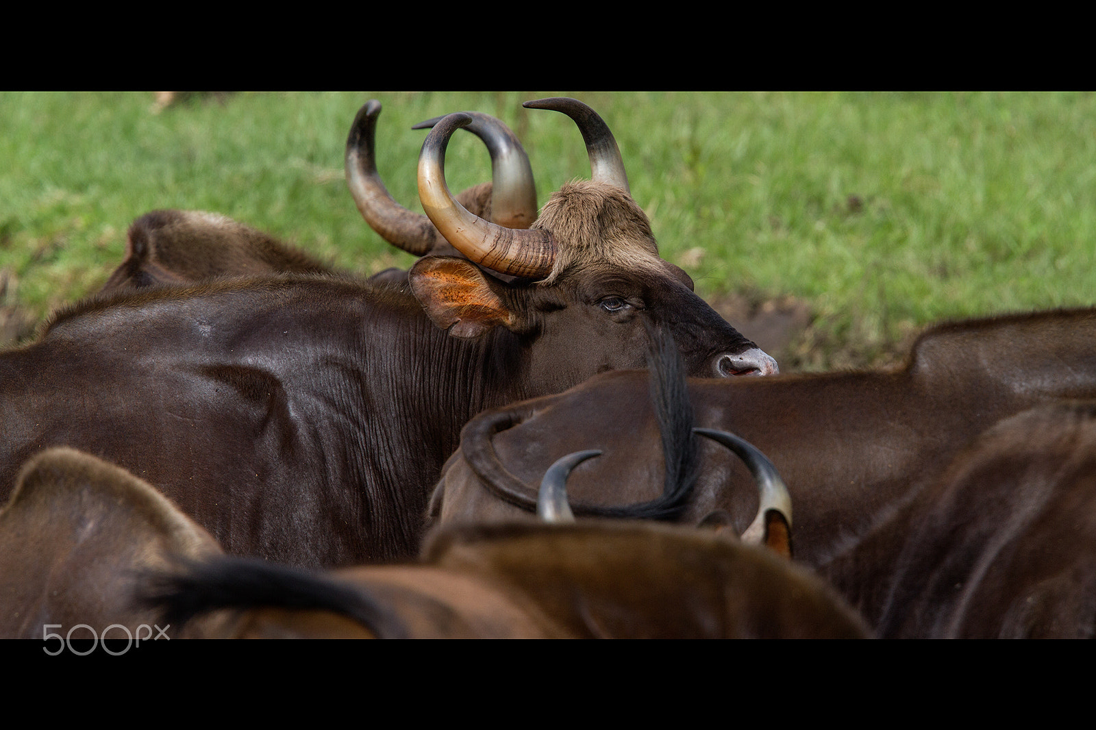 Canon EOS 7D + Canon EF 400mm F2.8L IS USM sample photo. Indian gaur photography