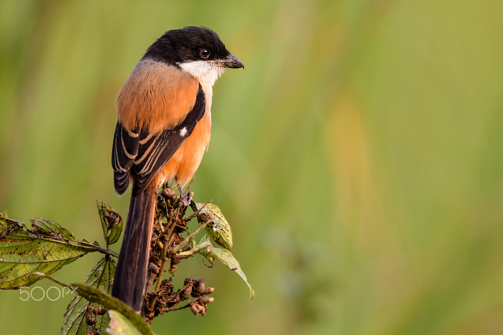 Canon EOS 7D + Canon EF 400mm F2.8L IS USM sample photo. Long-tailed shrike photography