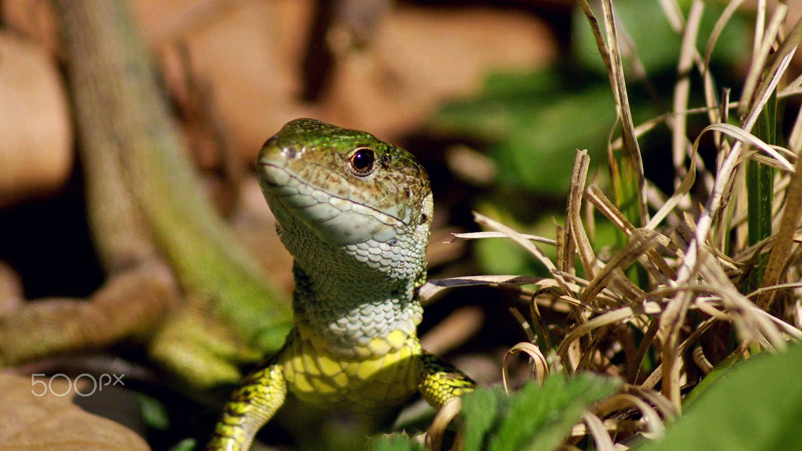 Sony 75-300mm F4.5-5.6 sample photo. Green lizard photography