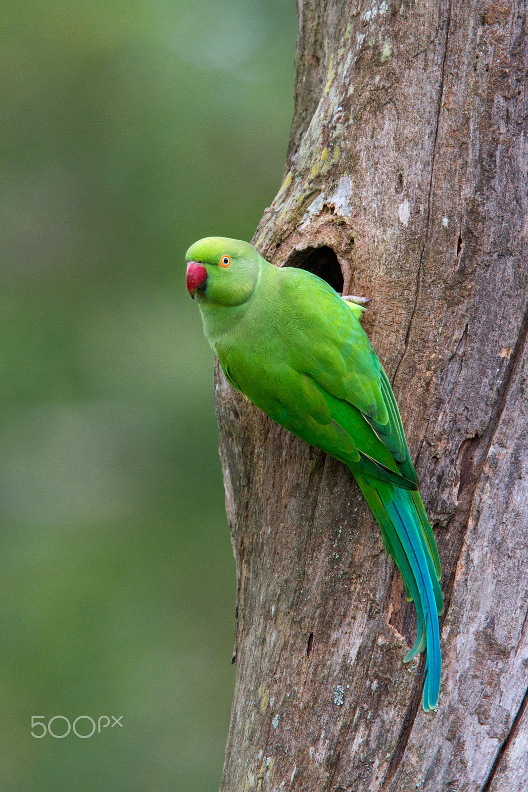 Canon EF 400mm F2.8L IS USM sample photo. Rose-ringed parakeet photography
