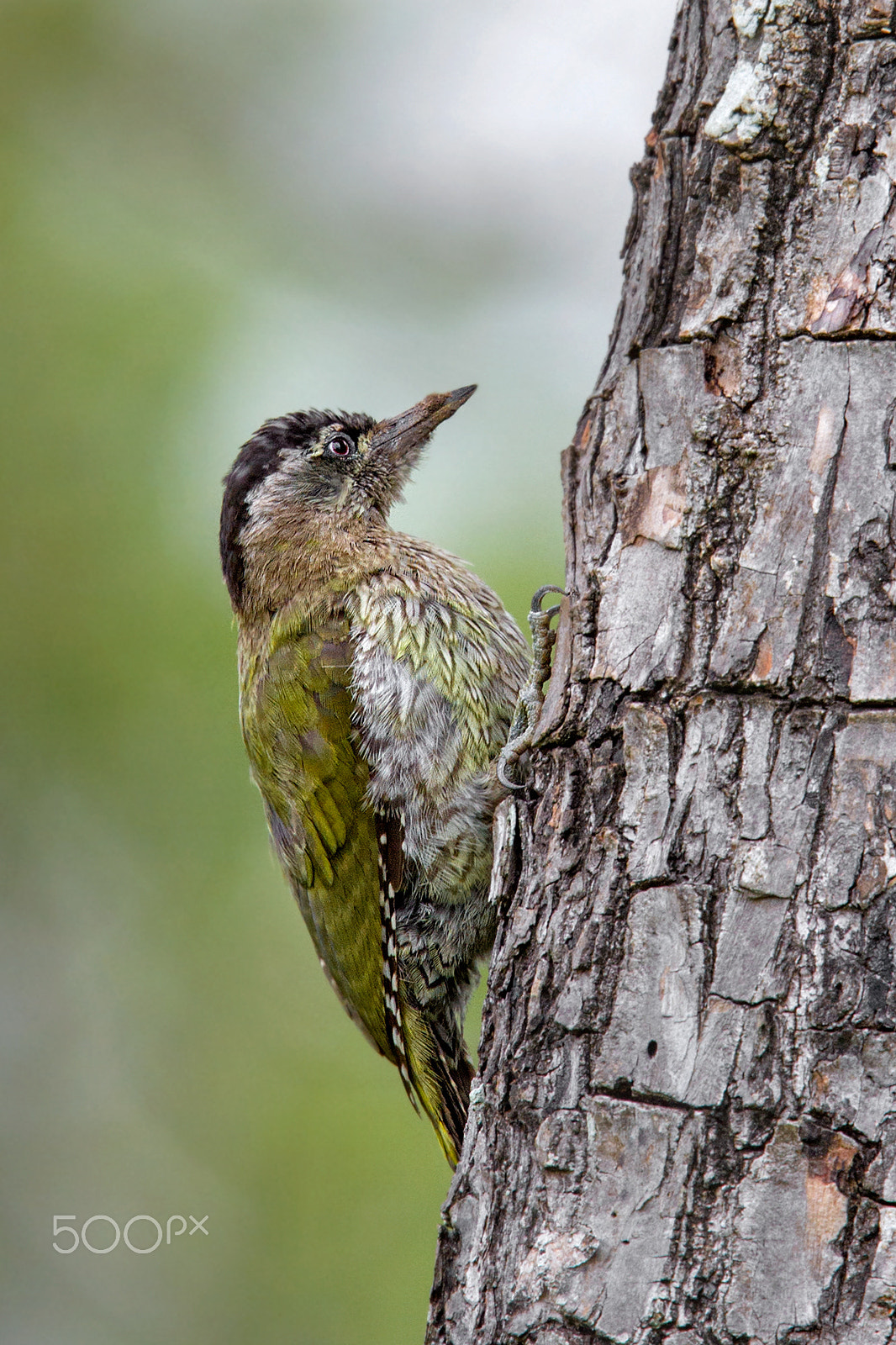 Canon EOS 7D + Canon EF 400mm F2.8L IS USM sample photo. Streak-thraoted woodpecker photography