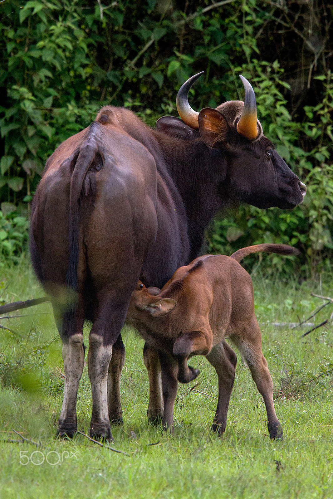 Canon EOS 7D + Canon EF 400mm F2.8L IS USM sample photo. Indian gaur baby having milk photography