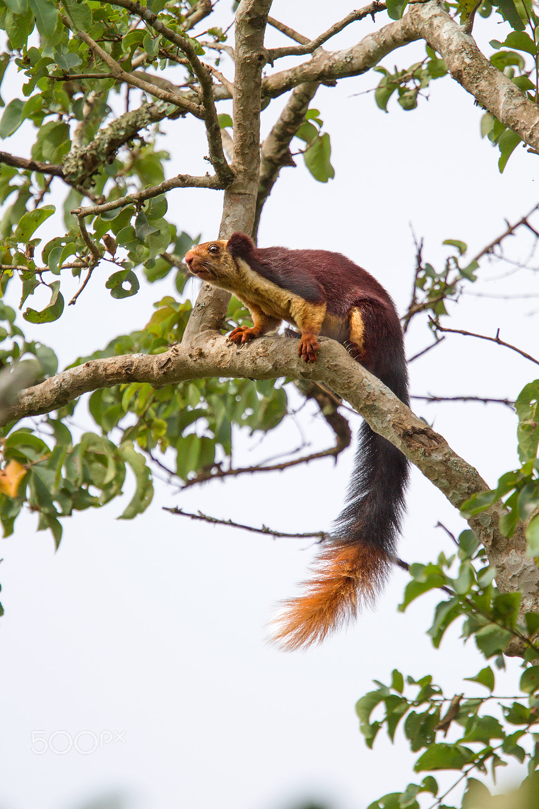 Canon EOS 7D + Canon EF 400mm F2.8L IS USM sample photo. Malabar giant squirrel photography
