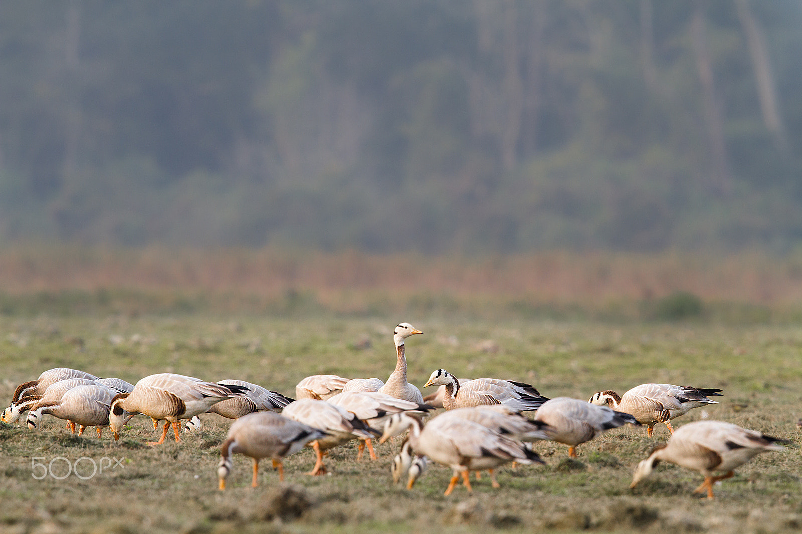 Canon EOS 7D + Canon EF 400mm F2.8L IS USM sample photo. Bar-heaed geese photography