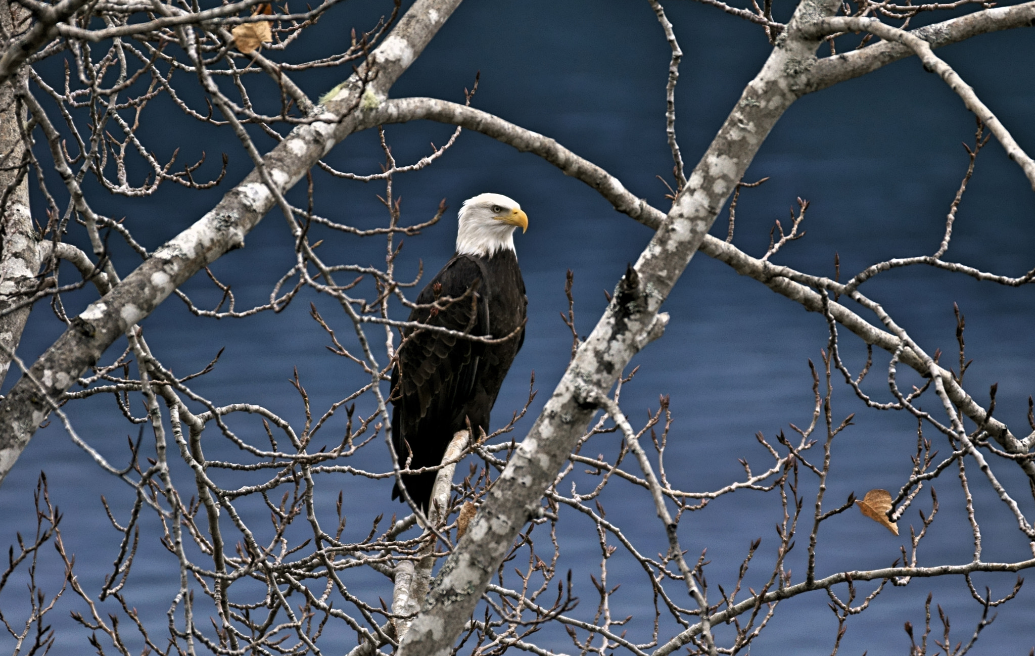 Sony 70-300mm F4.5-5.6 G SSM sample photo. Watching photography