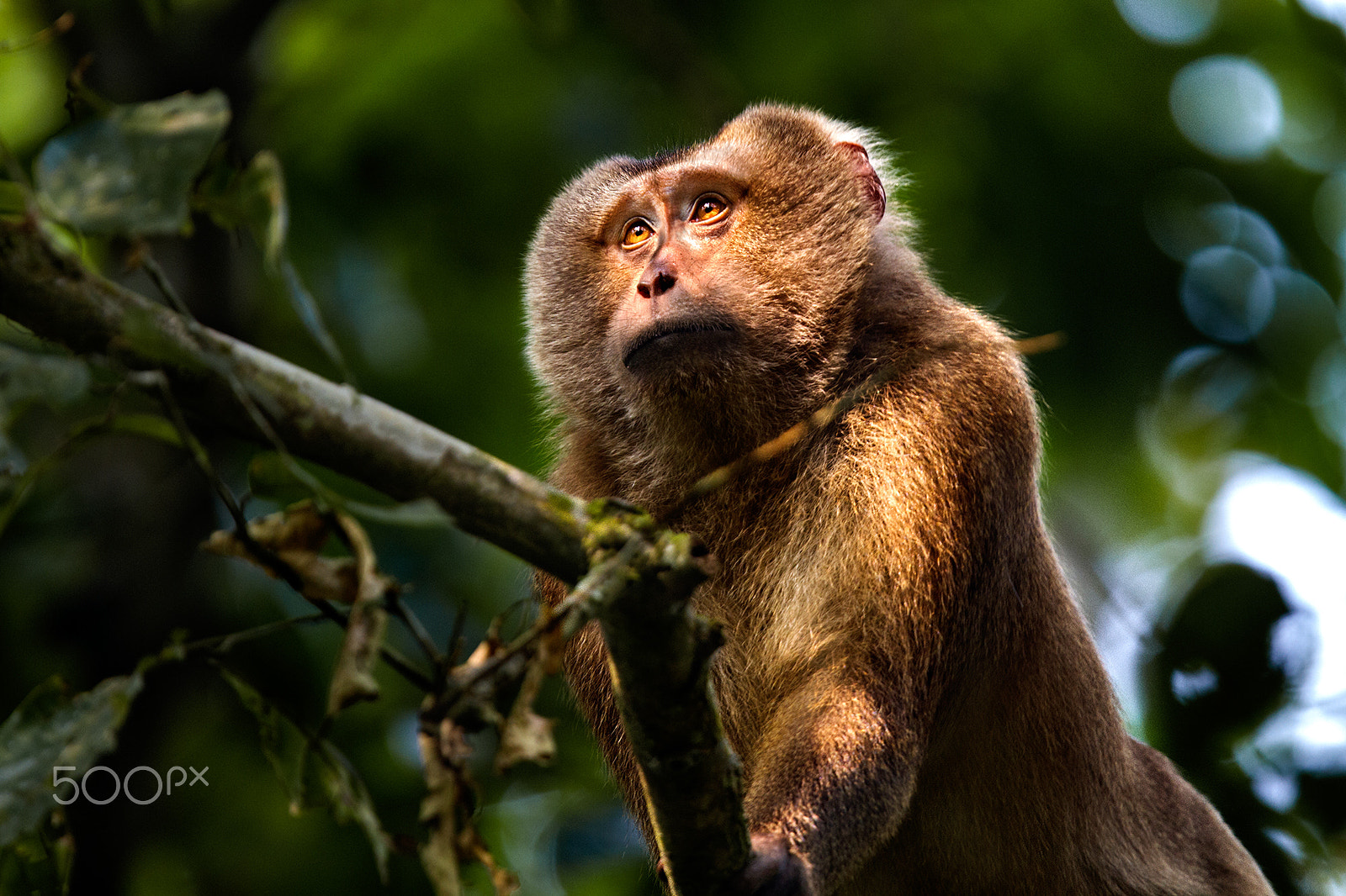Canon EOS 7D + Canon EF 400mm F2.8L IS USM sample photo. Pig-tailed macaque photography