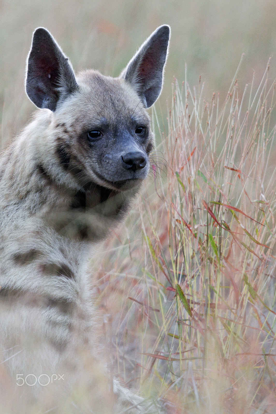 Canon EOS 7D + Canon EF 400mm F2.8L IS USM sample photo. Hyena photography