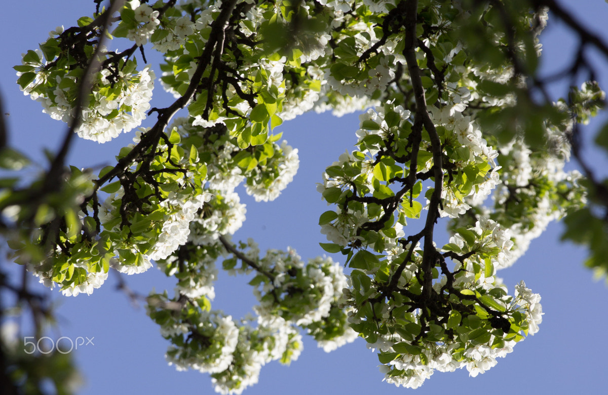 Canon EF 24-70mm F2.8L II USM sample photo. Spring in my soul photography