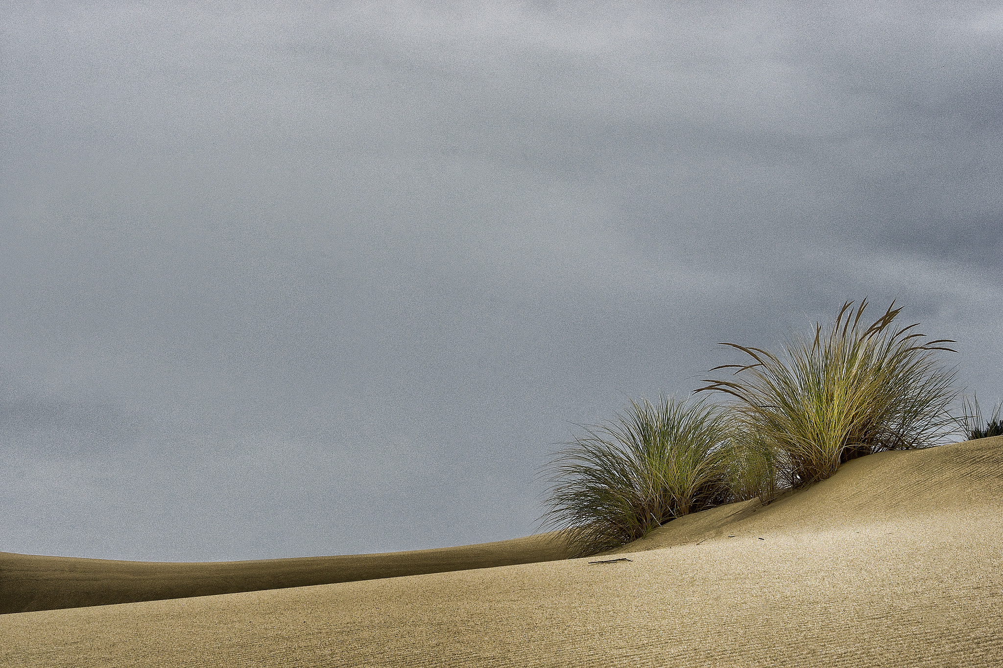 Sony 75-300mm F4.5-5.6 sample photo. Dune grass photography