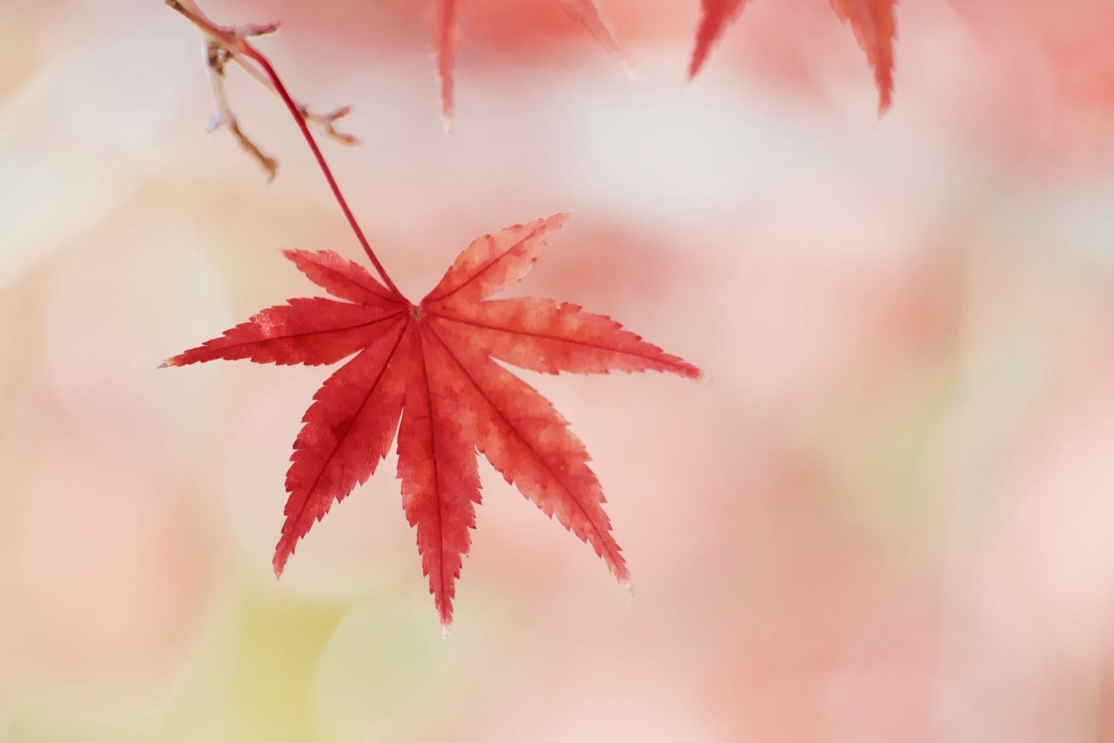 smc PENTAX-DA L 55-300mm F4-5.8 ED sample photo. Red leaf photography
