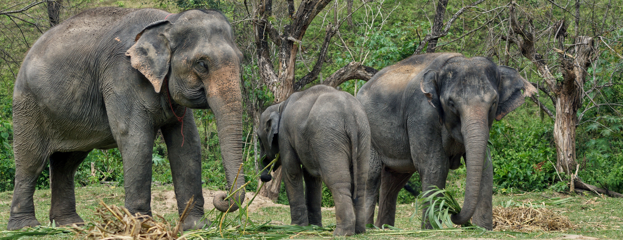 Sony SLT-A77 + Sony DT 55-200mm F4-5.6 SAM sample photo. Rescue elephants photography