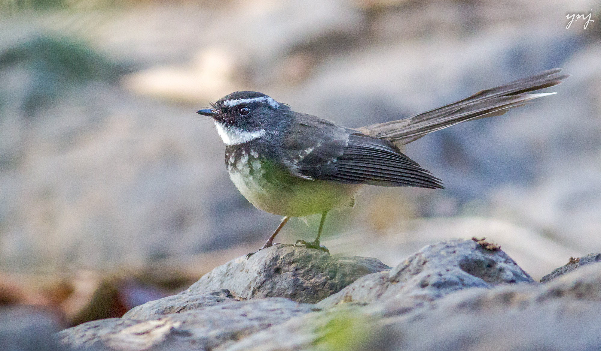 Canon EOS 550D (EOS Rebel T2i / EOS Kiss X4) + Canon EF 400mm F5.6L USM sample photo. White-throated fantail photography