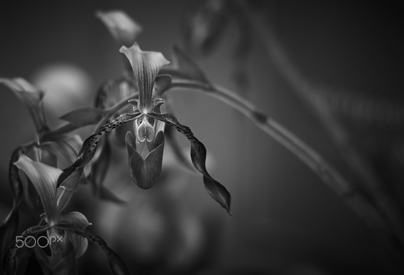 Leica APO-Summicron-M 90mm F2 ASPH sample photo. The hundington library: orchid photography