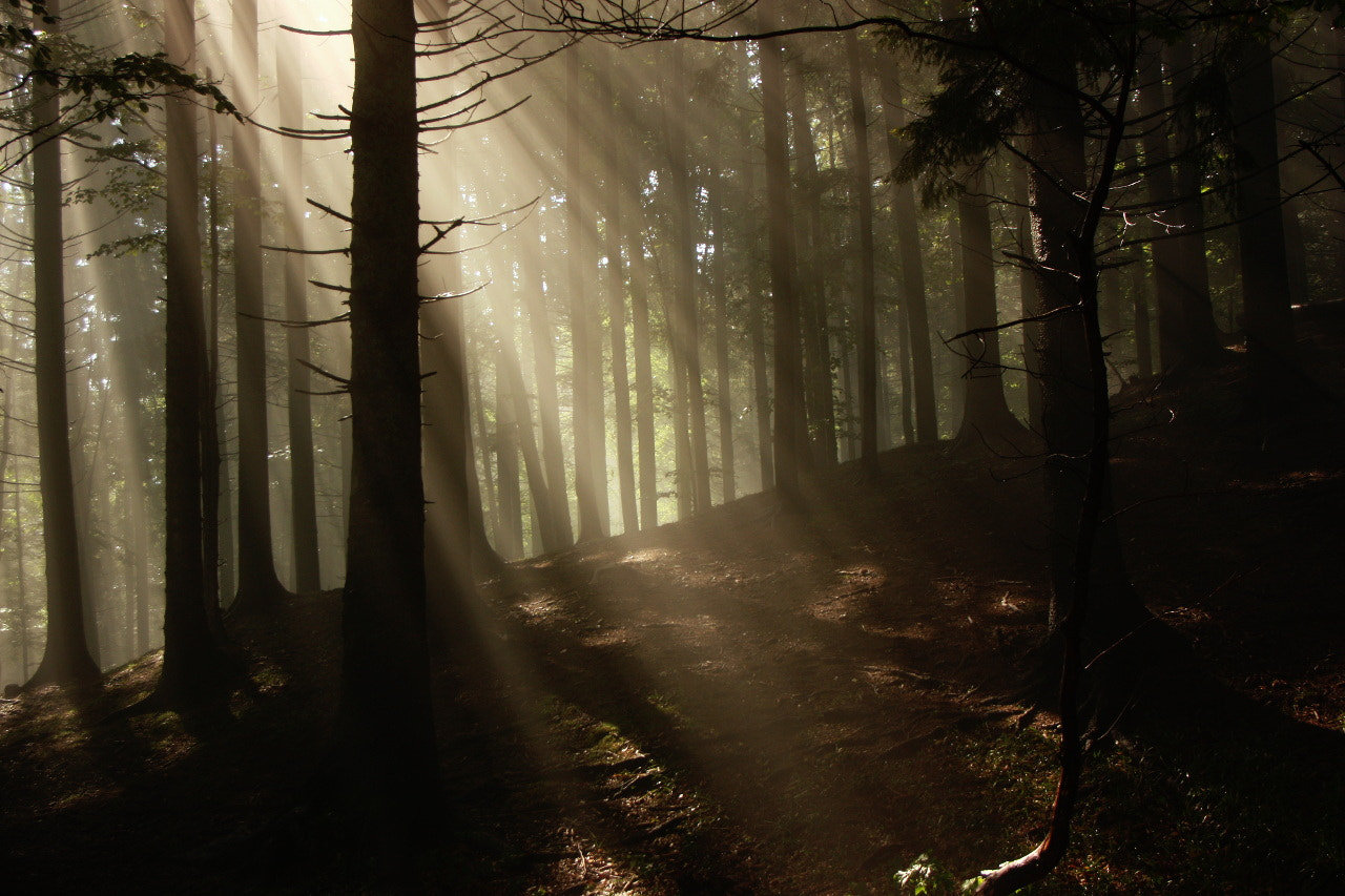 Tamron AF 19-35mm f/3.5-4.5 sample photo. In the forest photography