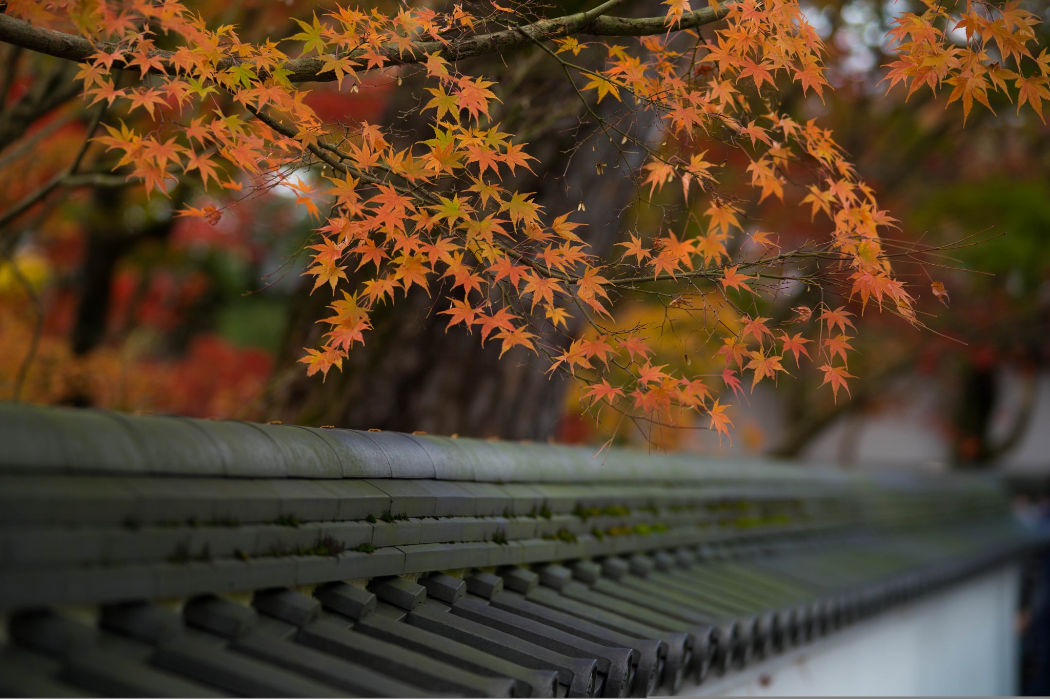 Minolta AF 80-200mm F2.8 HS-APO G sample photo. 22817856174.jpg photography