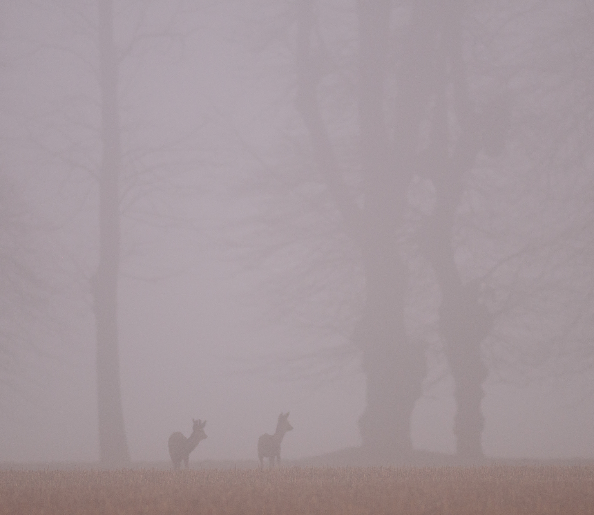 Nikon AF-S Nikkor 300mm F2.8G ED VR II sample photo. Roe deer in the fog photography