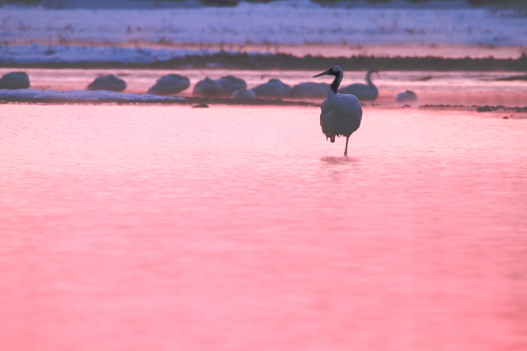 Canon EOS 7D + Tamron SP 150-600mm F5-6.3 Di VC USD sample photo. The pink stage. photography