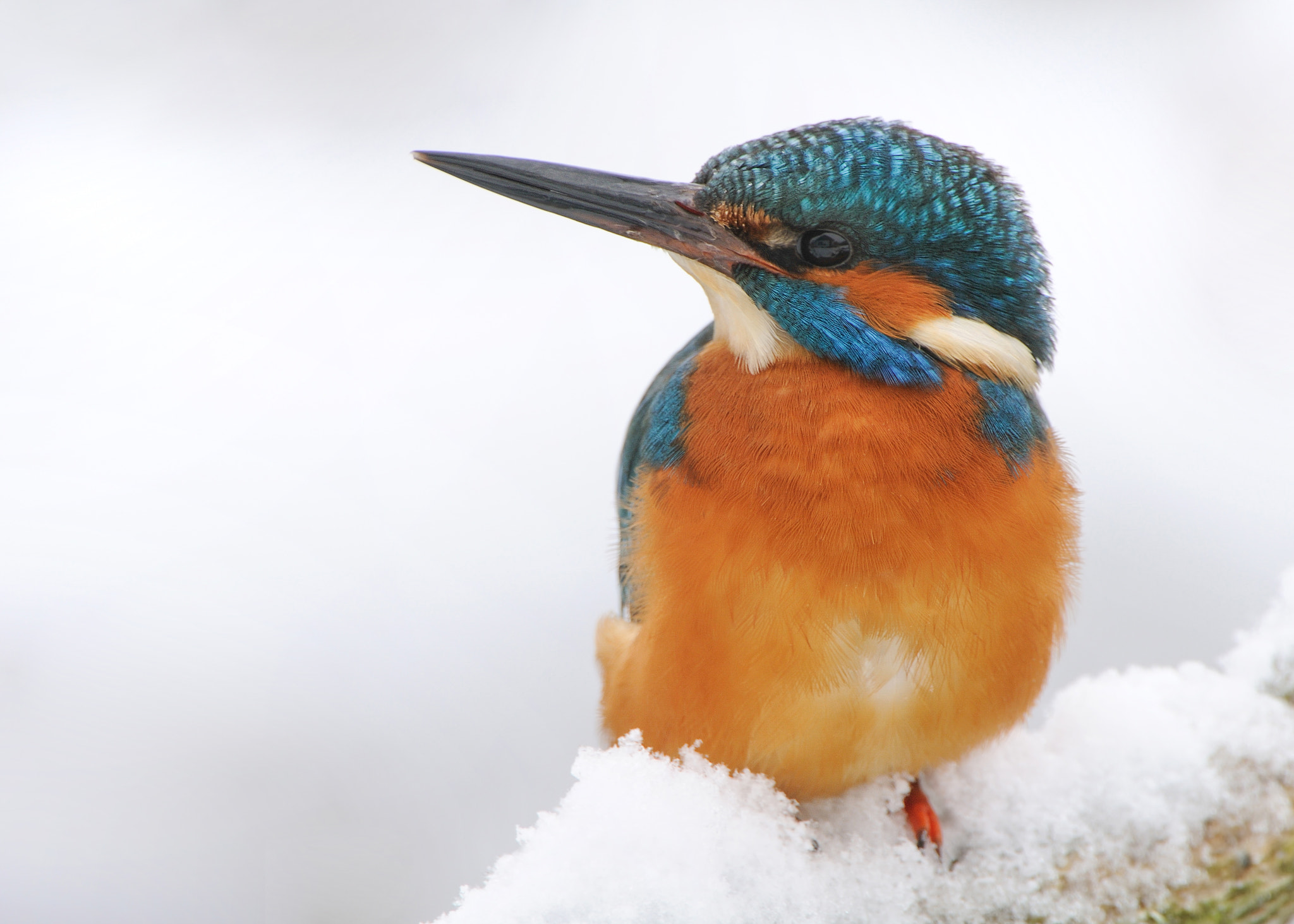 Nikon AF-S Nikkor 200-400mm F4G ED-IF VR sample photo. Eisvogel im schnee photography