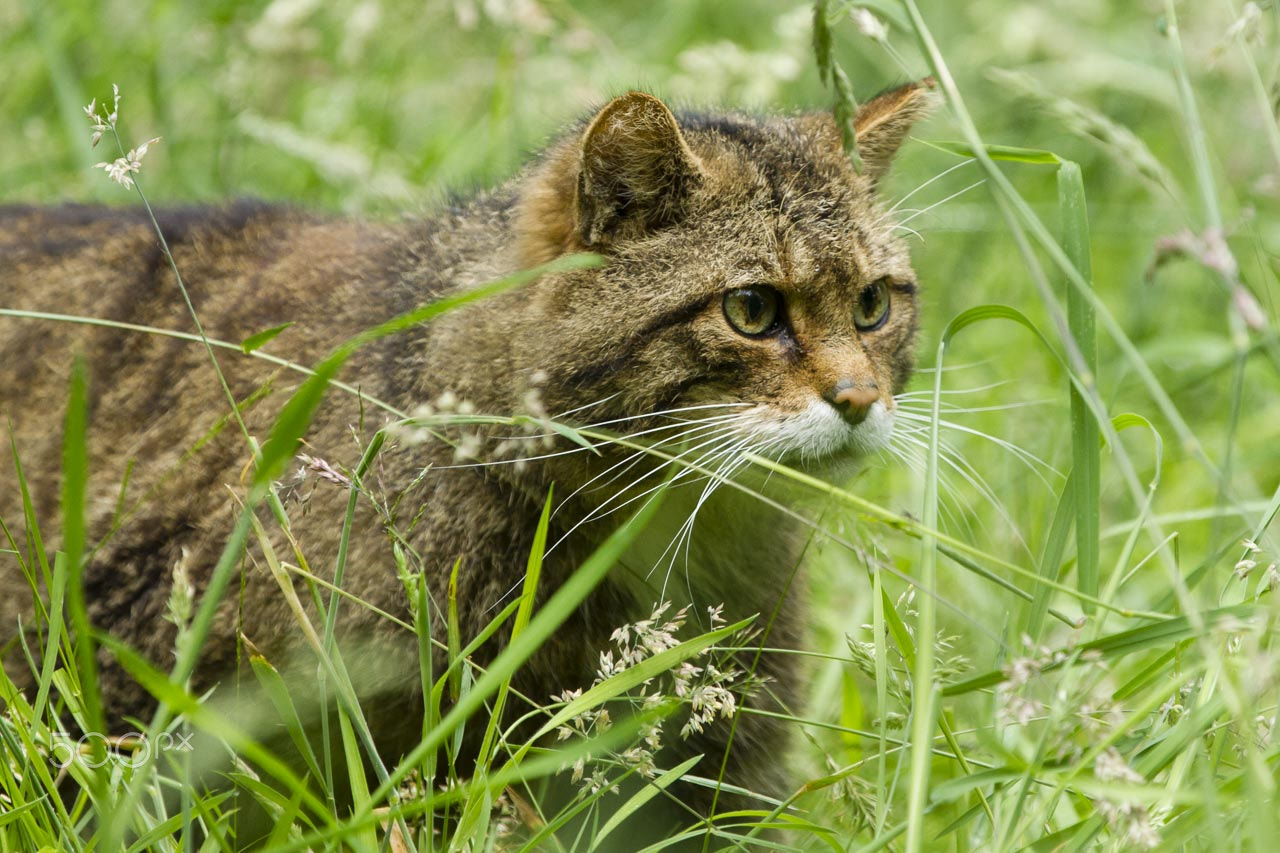 Canon EOS-1D Mark IV sample photo. Scottish wildcat (captive) photography