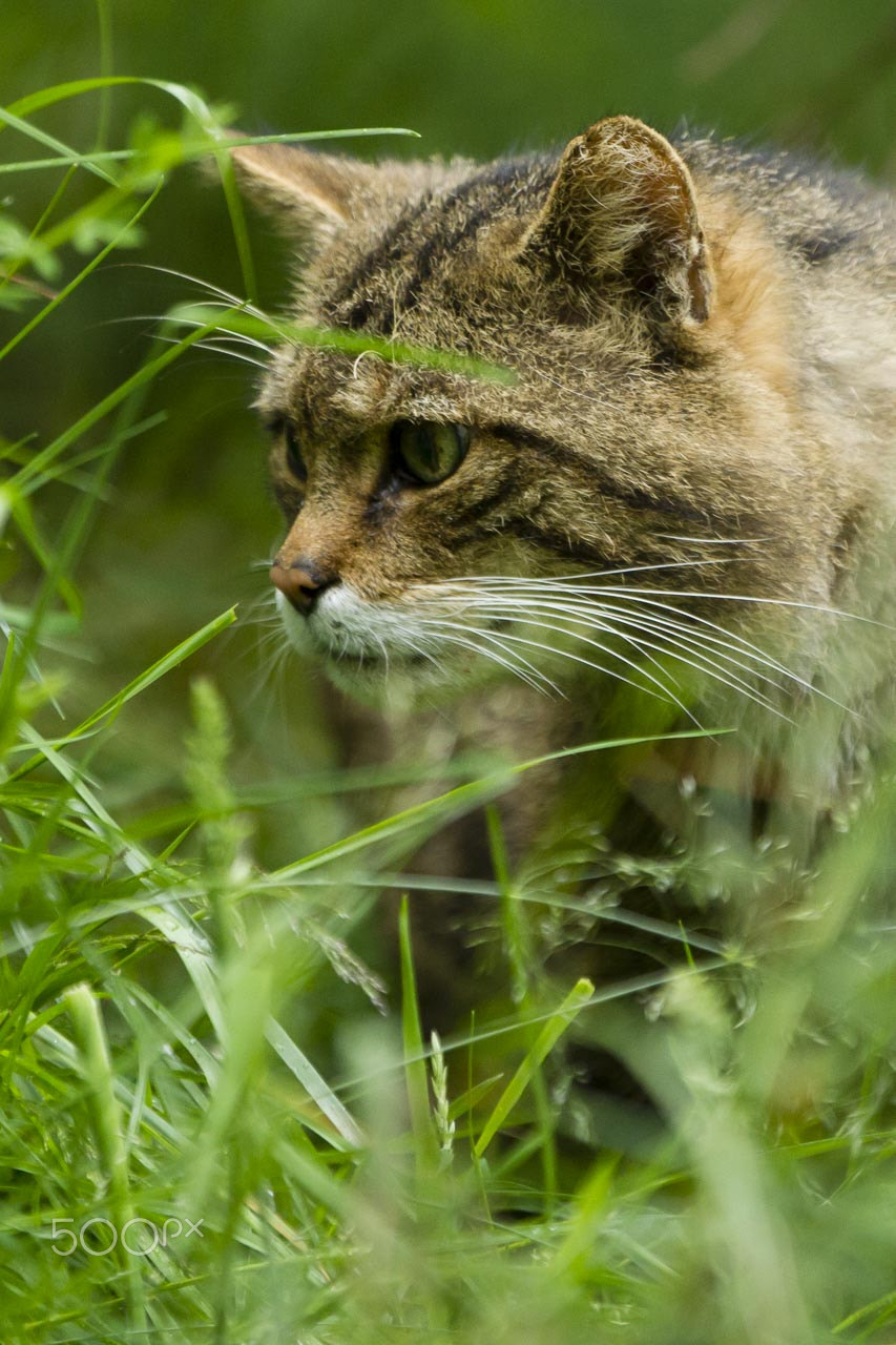 Canon EOS-1D Mark IV sample photo. Scottish wildcat (captive) photography