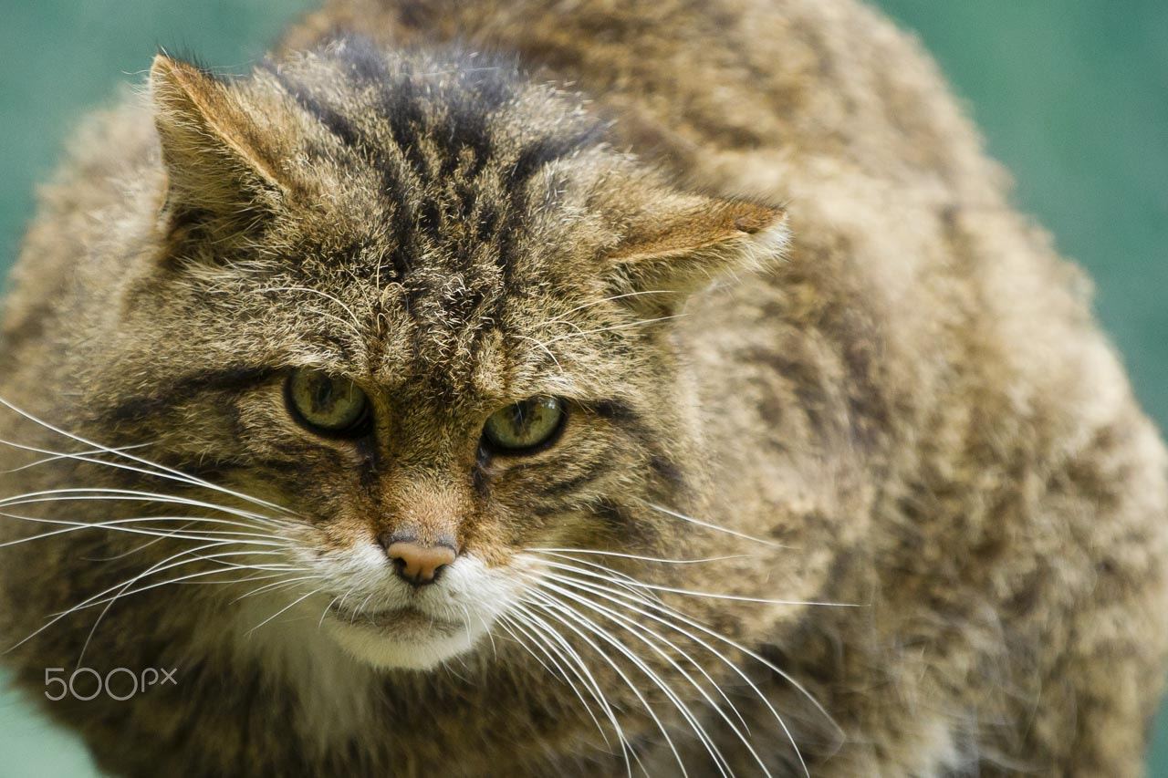 Canon EOS-1D Mark IV sample photo. Scottish wildcat (captive) photography