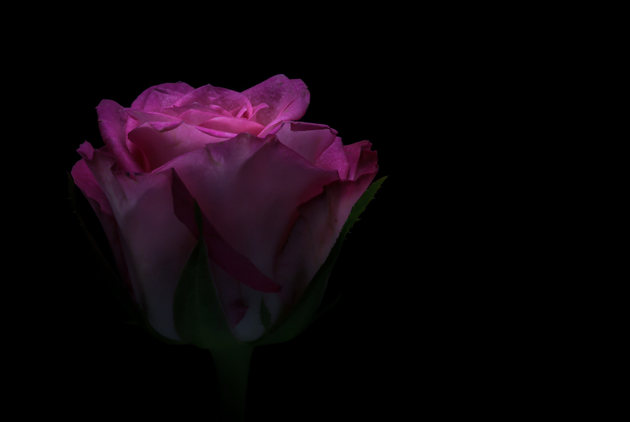 Canon EOS 1000D (EOS Digital Rebel XS / EOS Kiss F) sample photo. "in the spotlight" photography