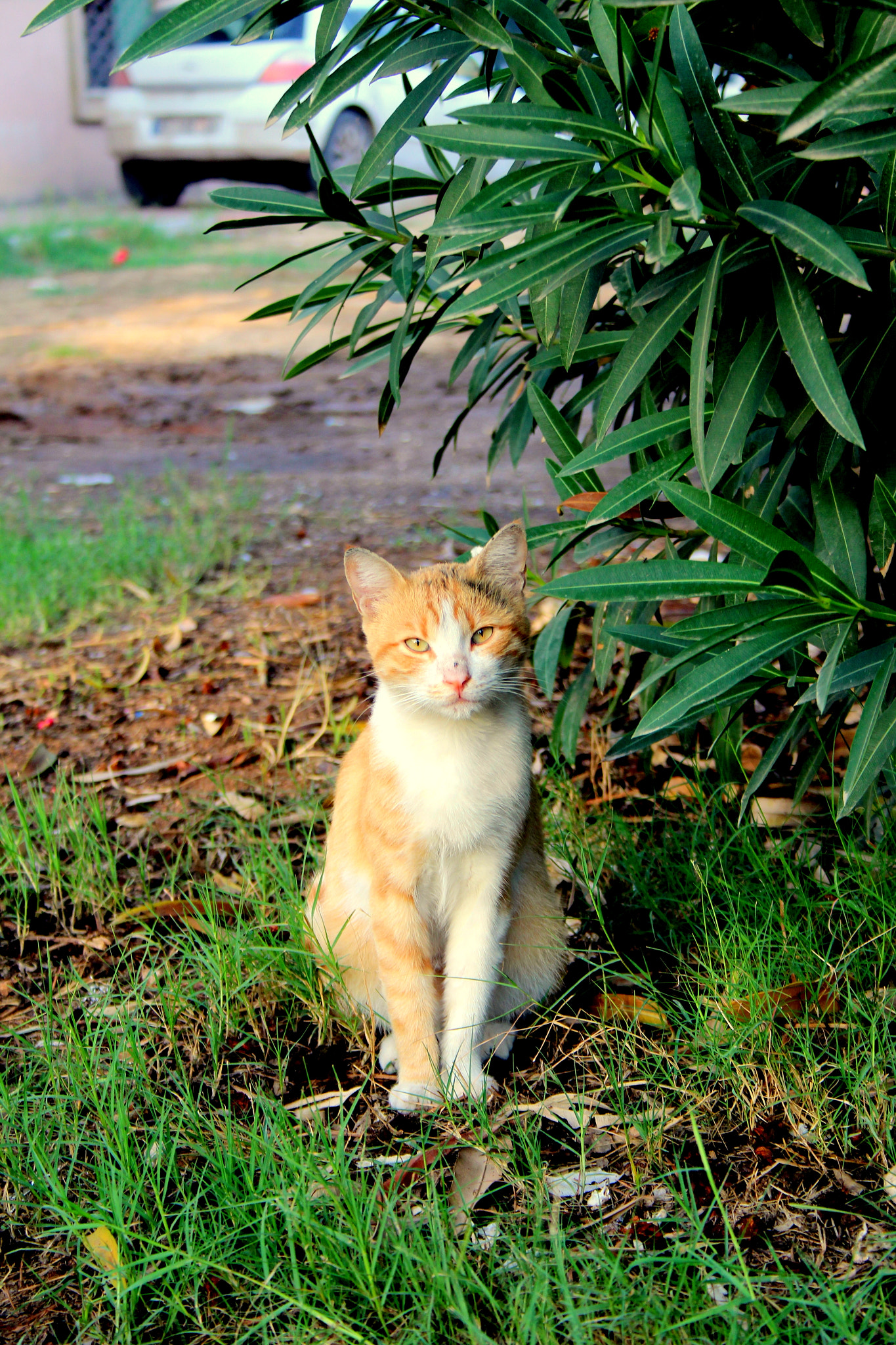 Canon EF-S 18-55mm F3.5-5.6 sample photo. Kedi photography