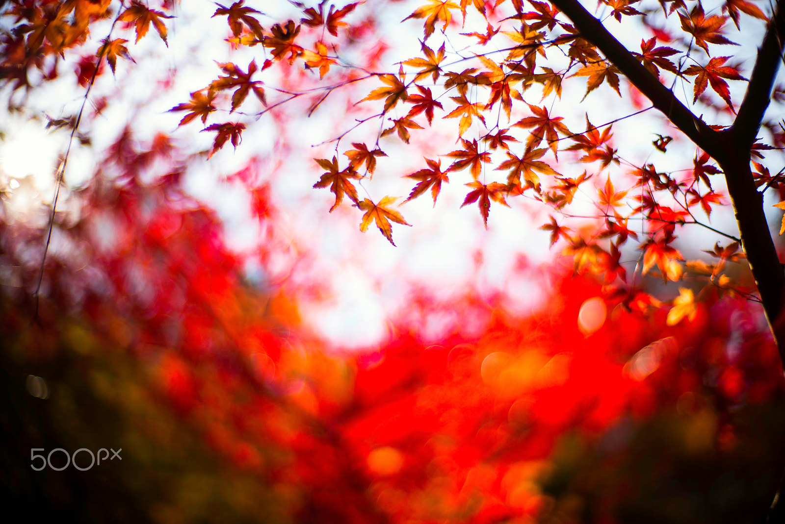 Noctilux-M 1:1/50 sample photo. Last glow photography