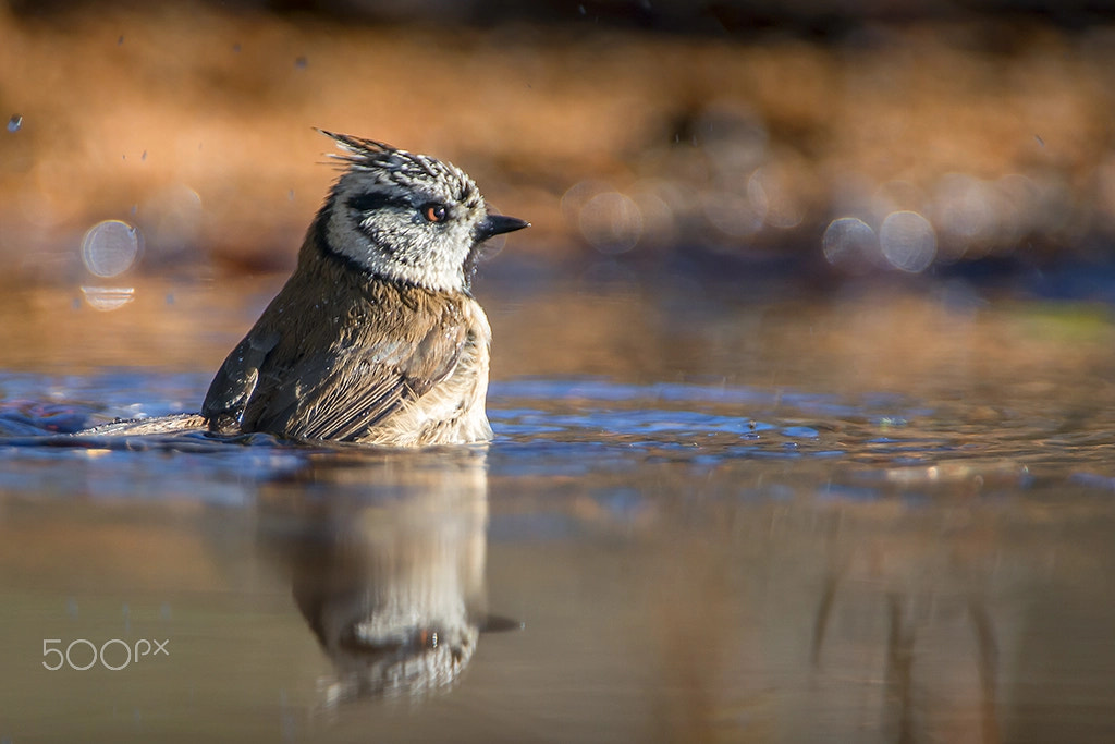 Nikon AF-S Nikkor 200-400mm F4G ED-IF VR sample photo. European crested tit photography