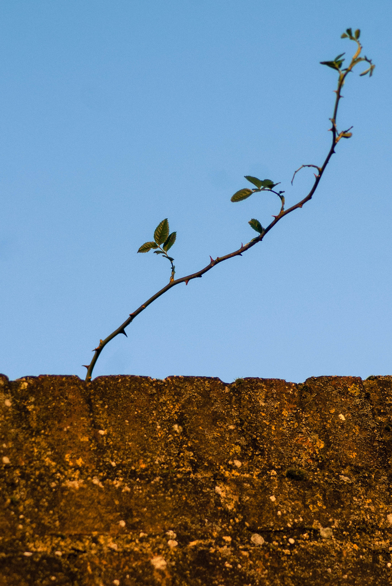 Sony Alpha DSLR-A200 sample photo. Peeking over at the sunrise photography
