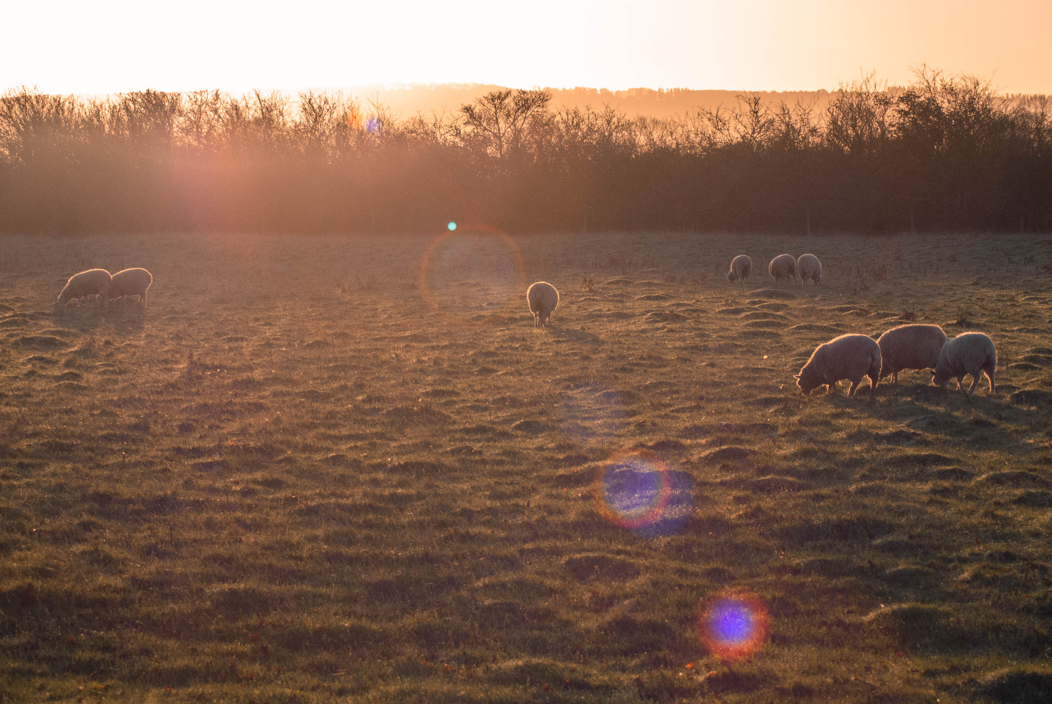 Sony Alpha DSLR-A200 sample photo. Golden grazers photography