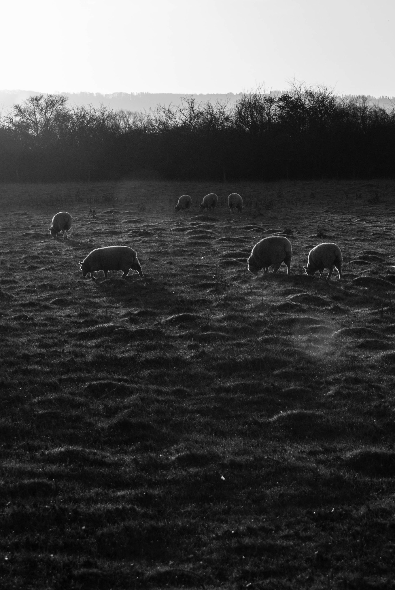Sony Alpha DSLR-A200 sample photo. Black and white sheep grazing photography