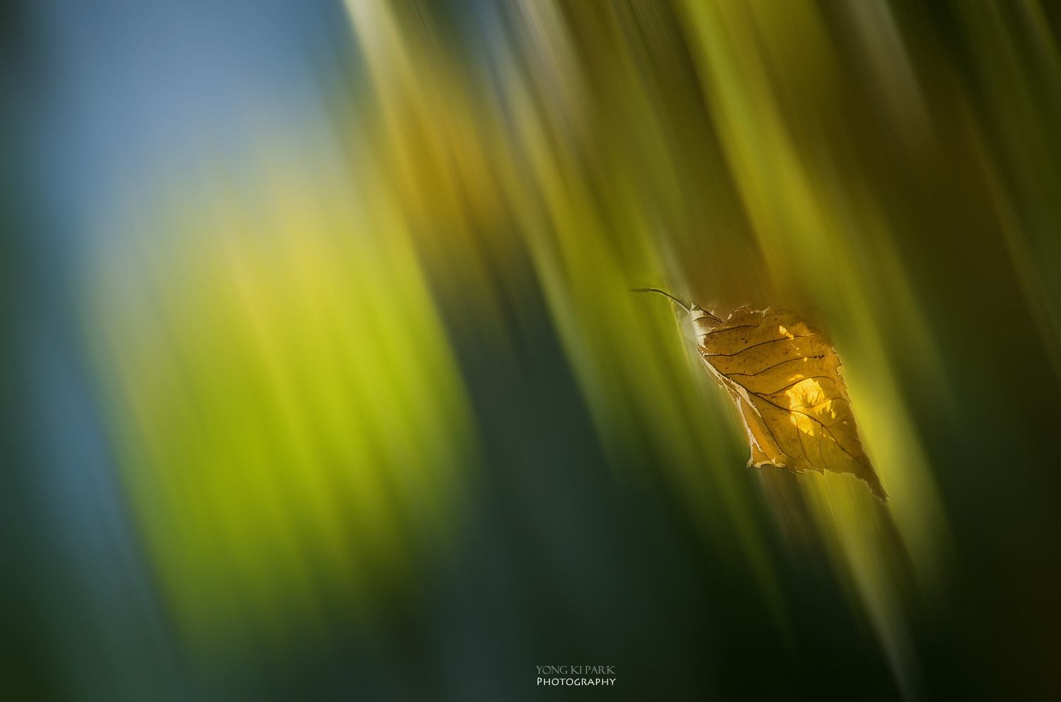 Pentax K-5 sample photo. Falling photography