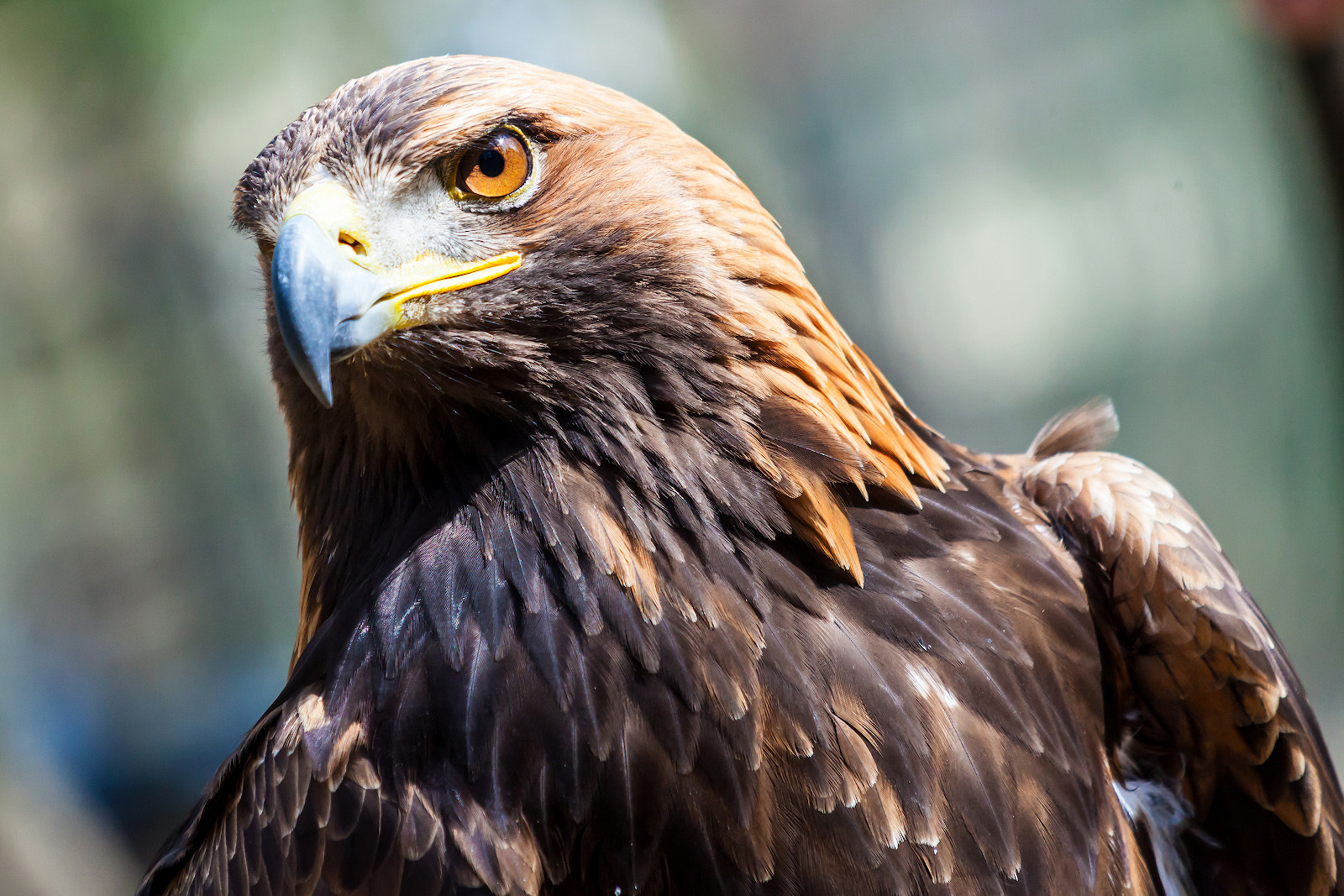 Canon EF 35-350mm F3.5-5.6L USM sample photo. Falconry photography